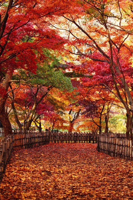 日本的秋