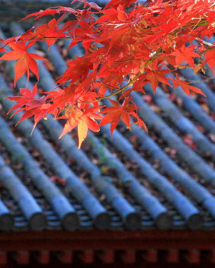 日本的秋